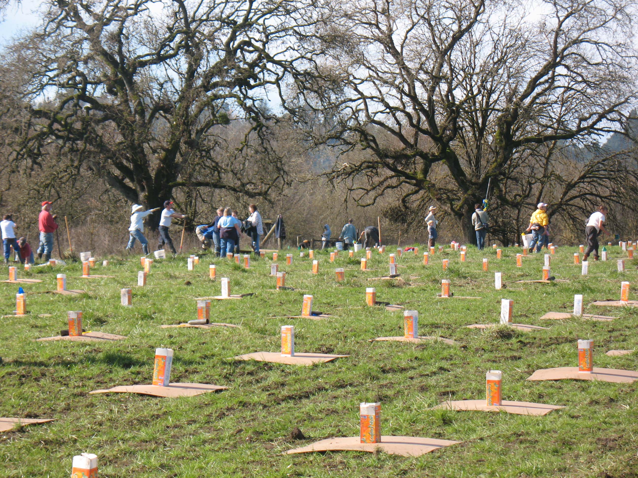 oak-seedling